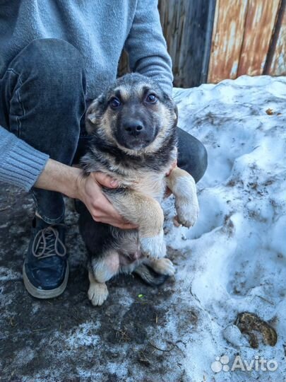 Щенок мальчик, 3 мес