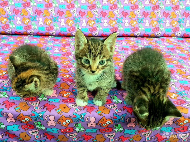 Котята в добрые руки