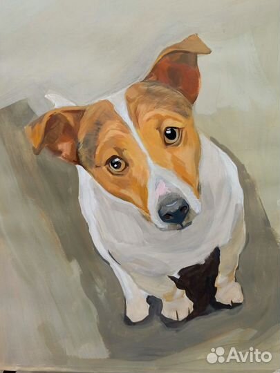 Вязка кобель джек рассел