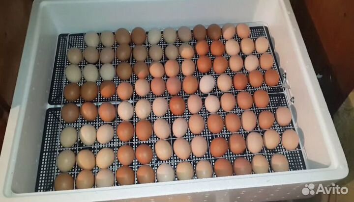Инкубатор несушка на 104 яйца автоповорот