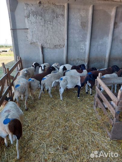 Дорпер баранчики