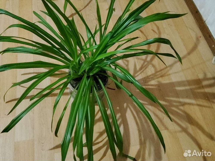 Хлорофитум