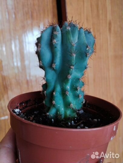 Суккуленты