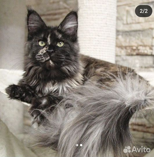 Мейн-кун девочка черепашка с документами