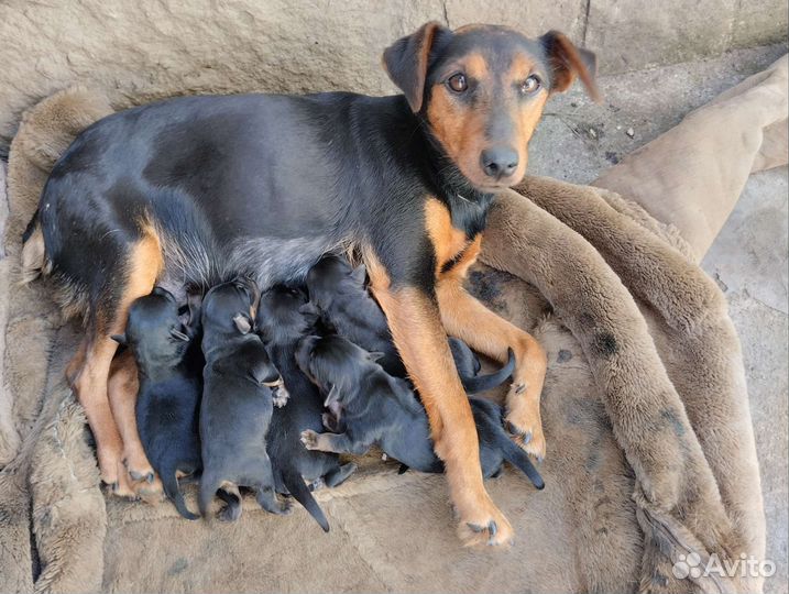 Щенки ягдтерьера