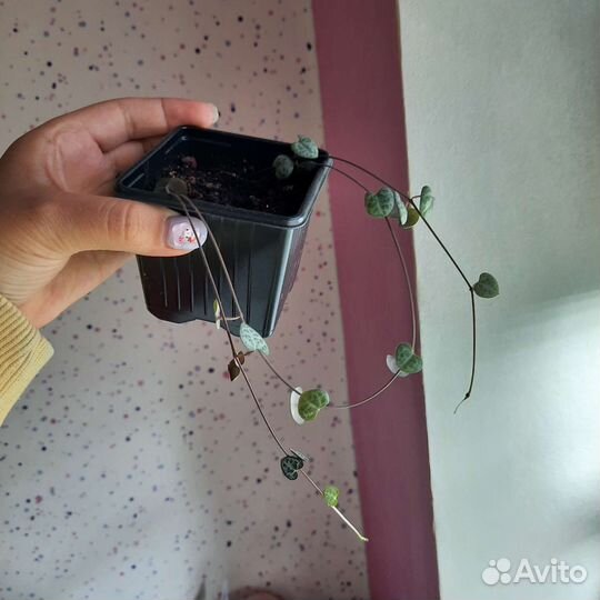 Церопегия вуда