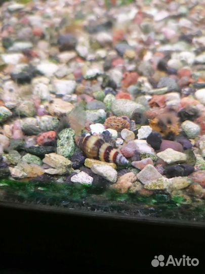 Растения в аквариум. Хелена улитка. Моллинезия