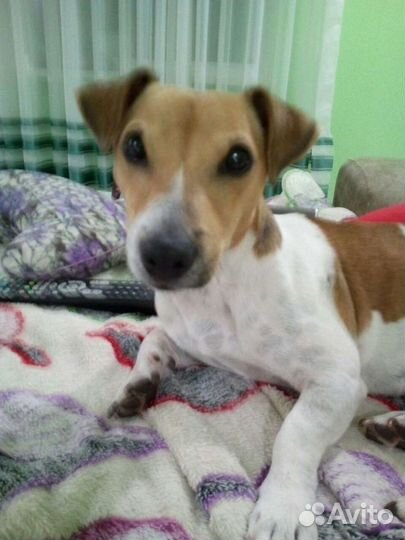 Вязка джек Рассел терьер