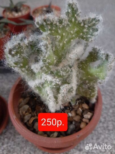 Кактусы,сансевиерия,хавротия,рэо,рипсалис