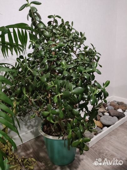 Толстянка Денежное дерево