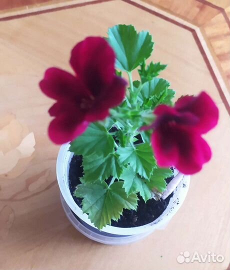 Королевская пеларгония