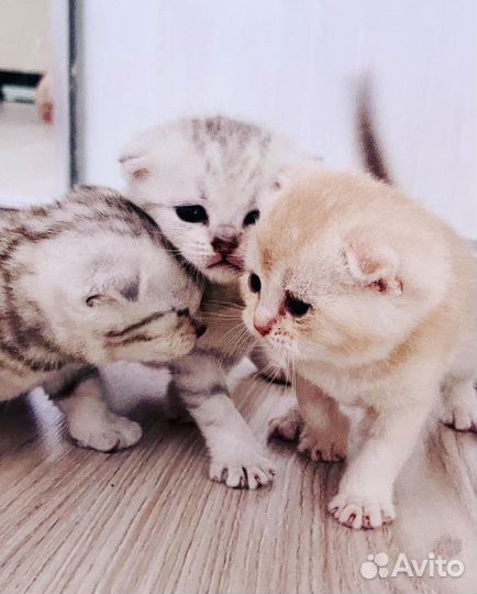 Котята, бронь