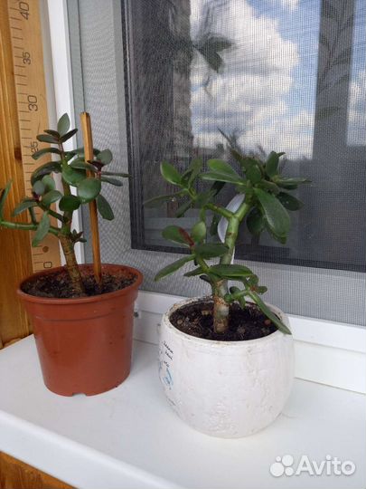 Крассула толстянка денежное дерево