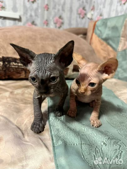 Канадский сфинкс