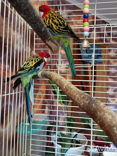 Попугай розелла, пара