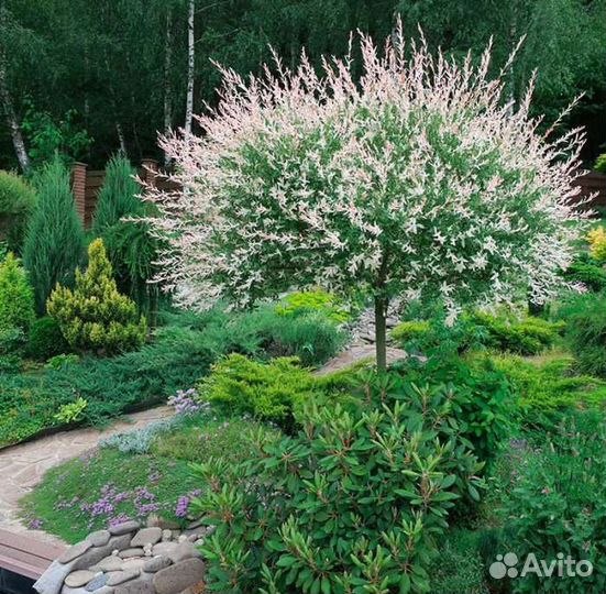 Ива Хакуро Нишики корнесобственная зкс почта /сдек