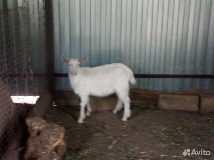 Козлята