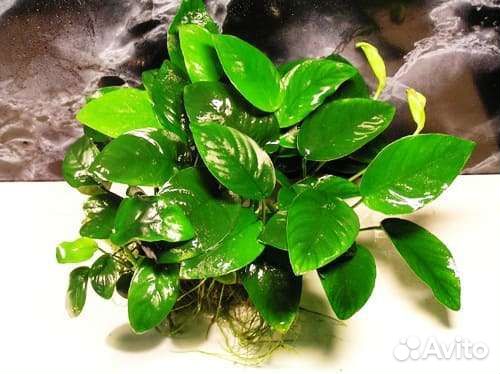 Аквариумное растение