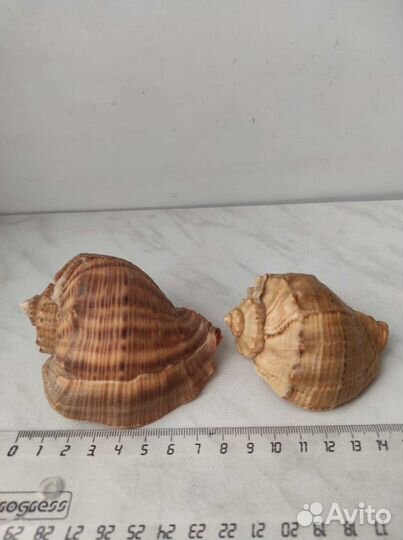 Ракушки для интерьера и поделок