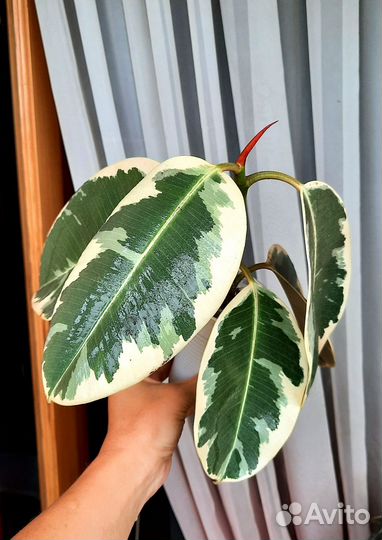 Фикус Тинеке