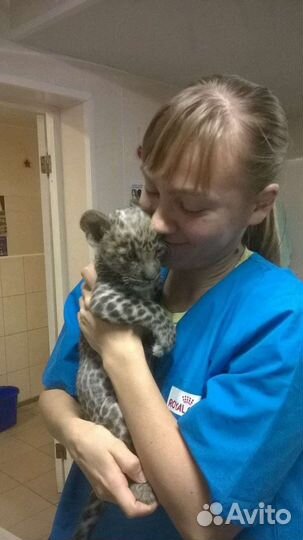 Ветеринарный врач. Вызов на дом