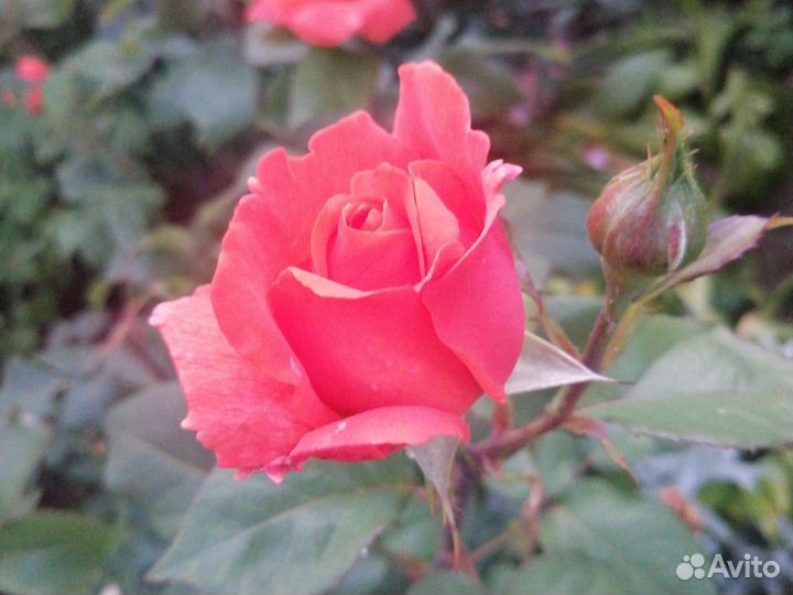 Розы Букеты Центр Владимира