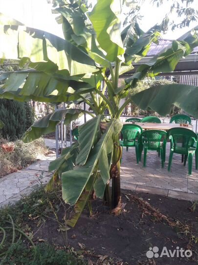 Банановая пальма