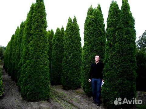 Туя оптом