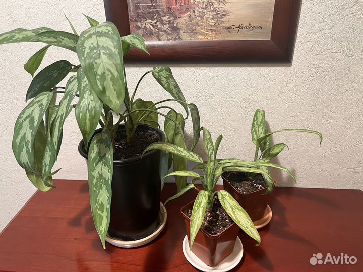 Аглаонема Мария