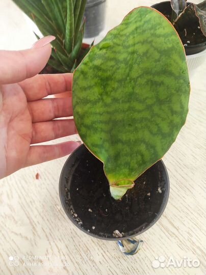 Сансевиерия сортовая редкая masoniana Congo