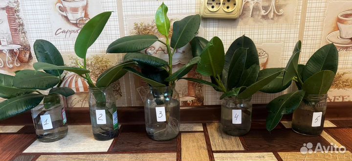 Фикус каучуконосный,аглаонема