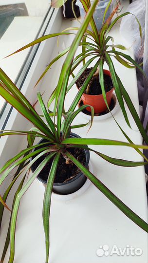 Пальма драцена