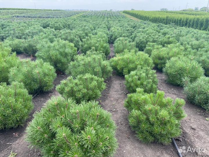 Семена Горной Сосны Мугус - улучшенные