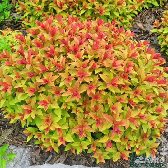 Спирея Голдфлейд