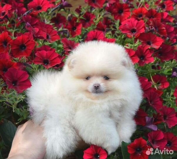 Шпиц мини мишка