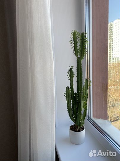 Молочай трехгранный