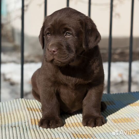 Щенки лабрадора