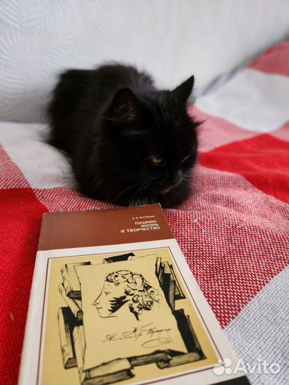 Кошка Дуся продаст книги