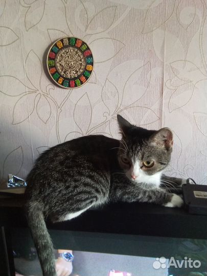 Отдам котят