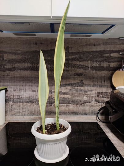 Сансевиерия сортовая Натали