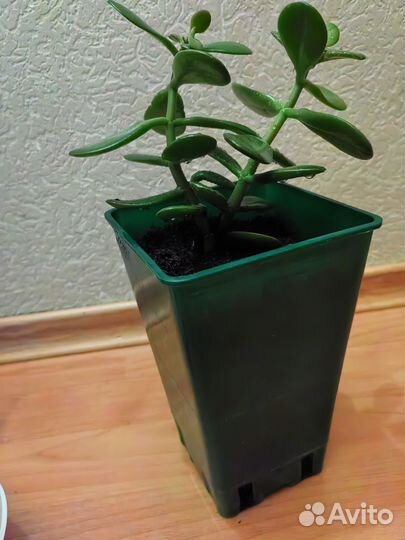 Крассула толстянка, (денежная дерево), 20см