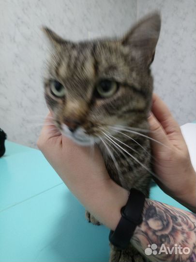 Кот бесплатно в добрые руки