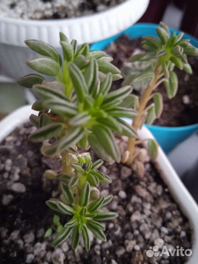 Суккуленты, Каланхоэ, и другие