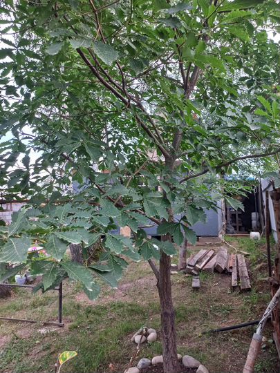 Дом 50 м² на участке 10 сот.