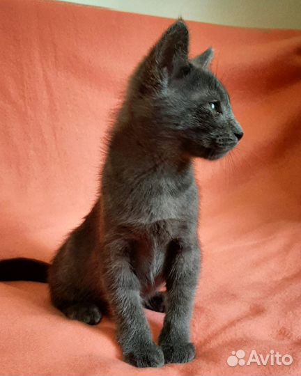 Котенок фенотип 