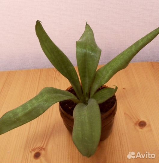 Бругмансия Бегония Мята Алоэ Кактус Хлорофитум