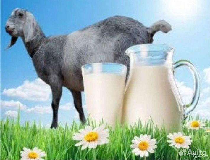 Козье молоко