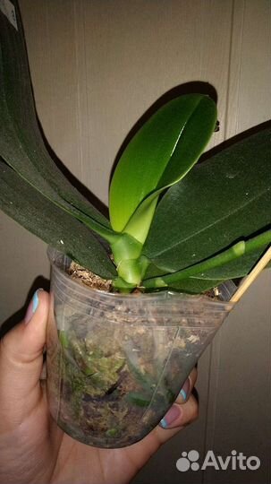 Орхидея Zheng Min Anaconda