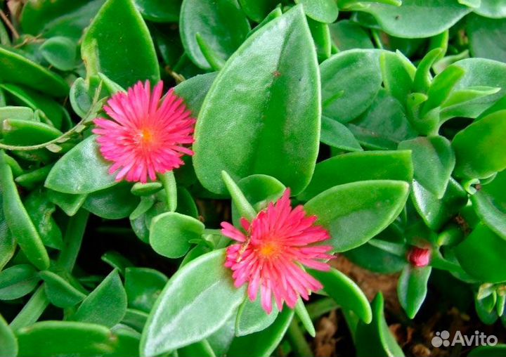 Аптения сердцелистная