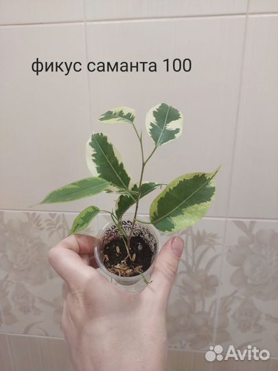 Комнатные растения